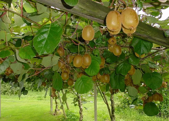 Hecherhof Отель 3*